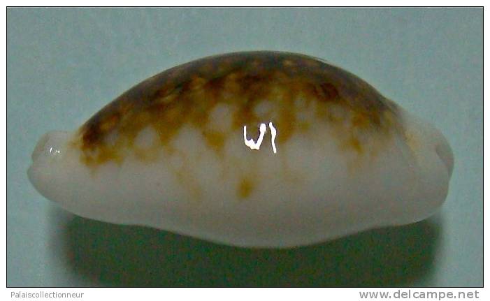 N°3475 //  CYPRAEA CRIBRARIA NIGER & HYPER ROSTREE  " N.C." // F++ : 25,2mm // RARISSIME . - Conchas Y Caracoles