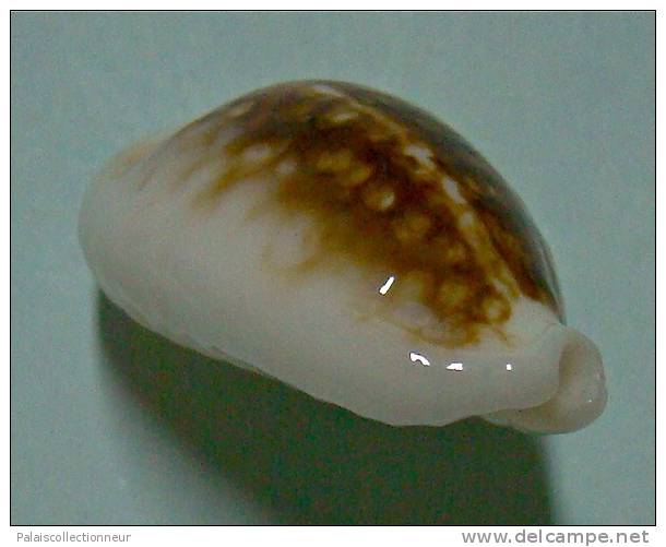 N°3475 //  CYPRAEA CRIBRARIA NIGER & HYPER ROSTREE  " N.C." // F++ : 25,2mm // RARISSIME . - Seashells & Snail-shells