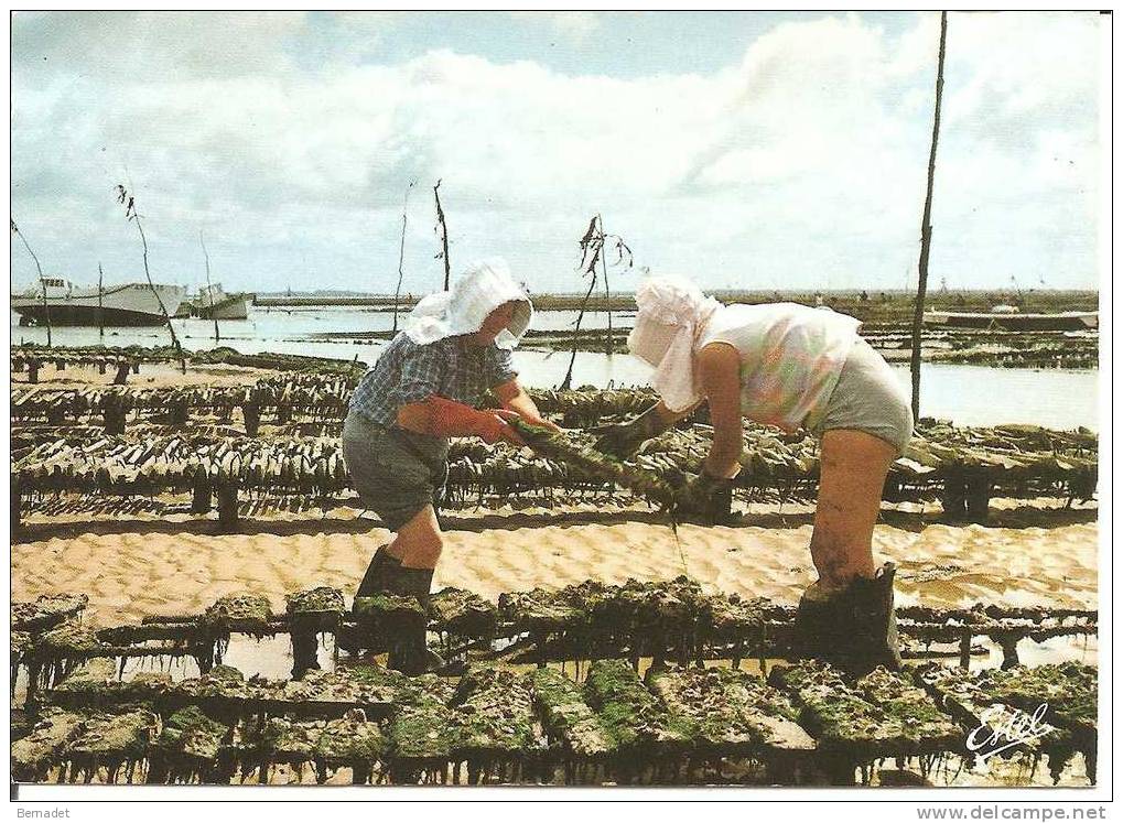 PARQUEUSES D'HUITRES AU TRAVAIL - Landbouw