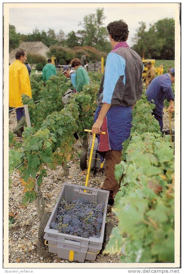 CP Vendanges De La Parcelle La Grande Pièce De Chateau Mouton Rotschild Pauillac 33 Gironde Vin Vigne Vigneron - Pauillac