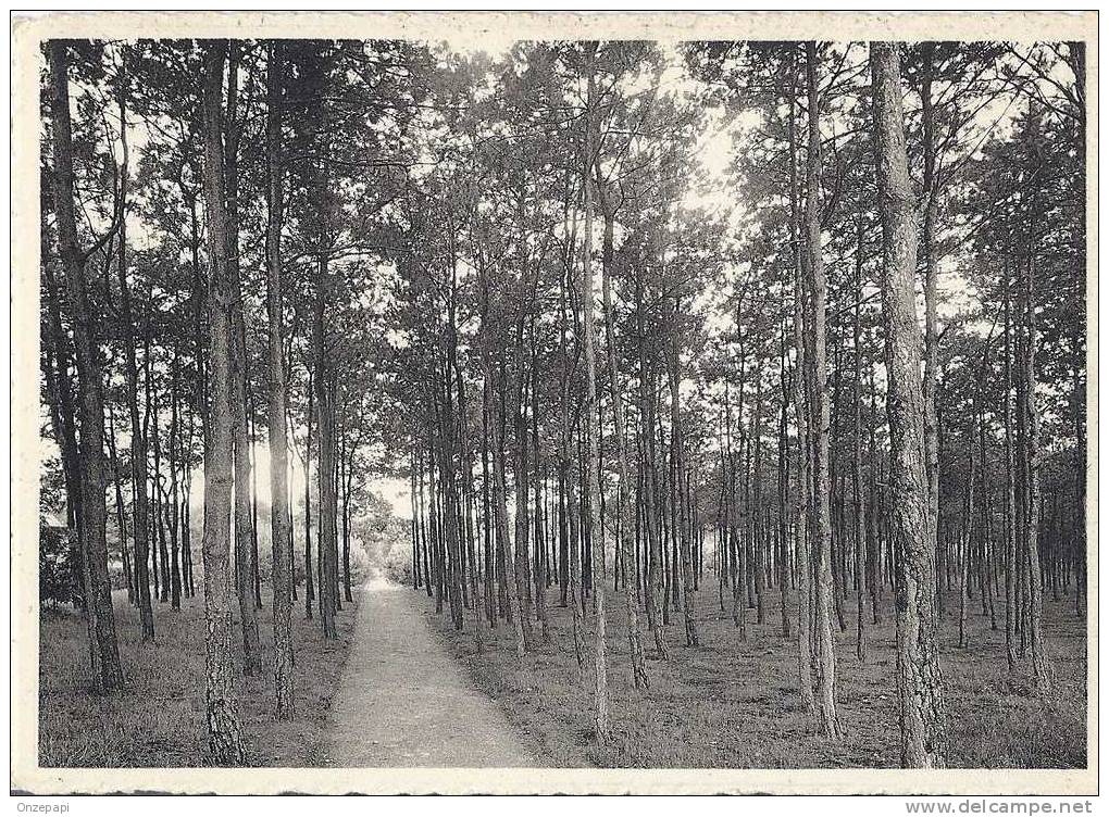 KEERBERGEN - Restaurant "Le Bois Fleuri" - Promenade Dans Le Bois - Keerbergen