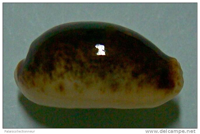 N°3492 // CYPRAEA ERRONES NIGER & ROSTREE  " N.C." // F+++/GEM : 20,1mm // TRES RARE . - Seashells & Snail-shells