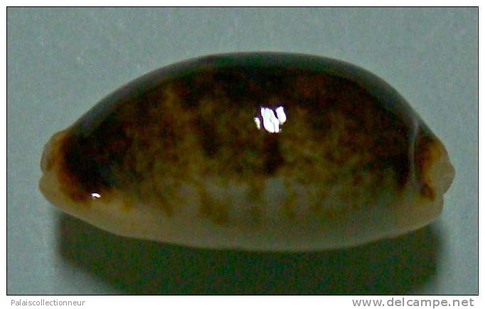 N°3492 // CYPRAEA ERRONES NIGER & ROSTREE  " N.C." // F+++/GEM : 20,1mm // TRES RARE . - Conchas Y Caracoles