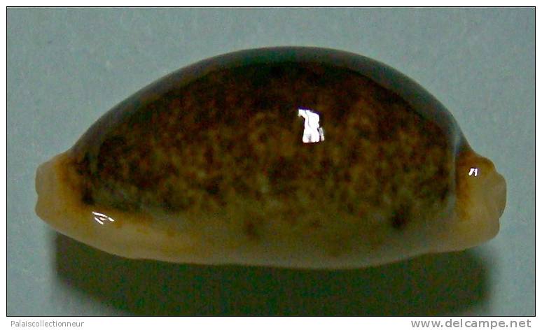 N°3493 // CYPRAEA ERRONES NIGER & ROSTREE  " N.C." // GEM : 23,7mm // TRES RARE . - Seashells & Snail-shells