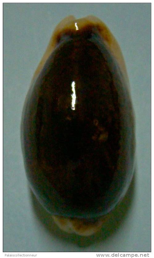 N°3495 // CYPRAEA ERRONES NIGER & ROSTREE  " N.C." // F++ : GEANTE : 31,4mm // RARISSIME . - Seashells & Snail-shells