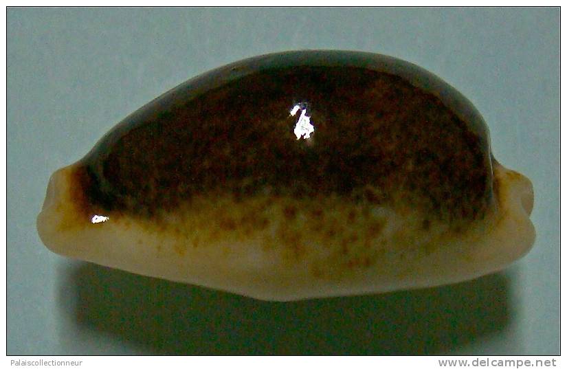 N°3495 // CYPRAEA ERRONES NIGER & ROSTREE  " N.C." // F++ : GEANTE : 31,4mm // RARISSIME . - Conchas Y Caracoles