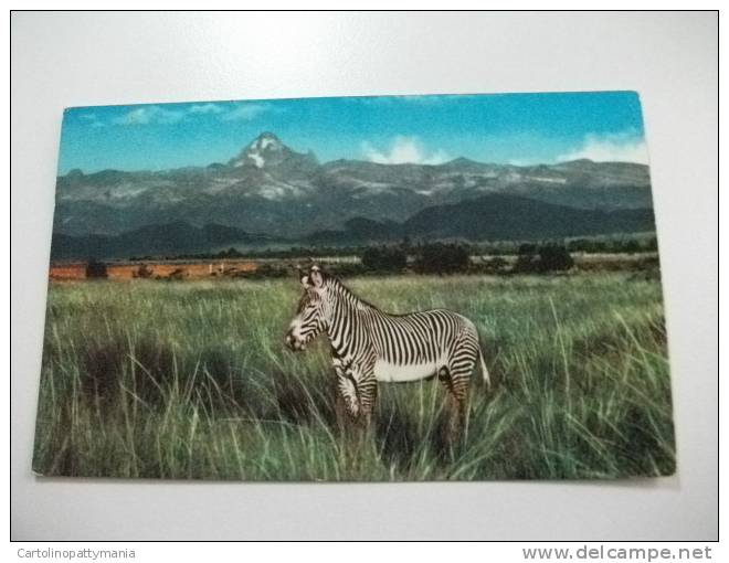 Zebra Africa Kenya - Cebras
