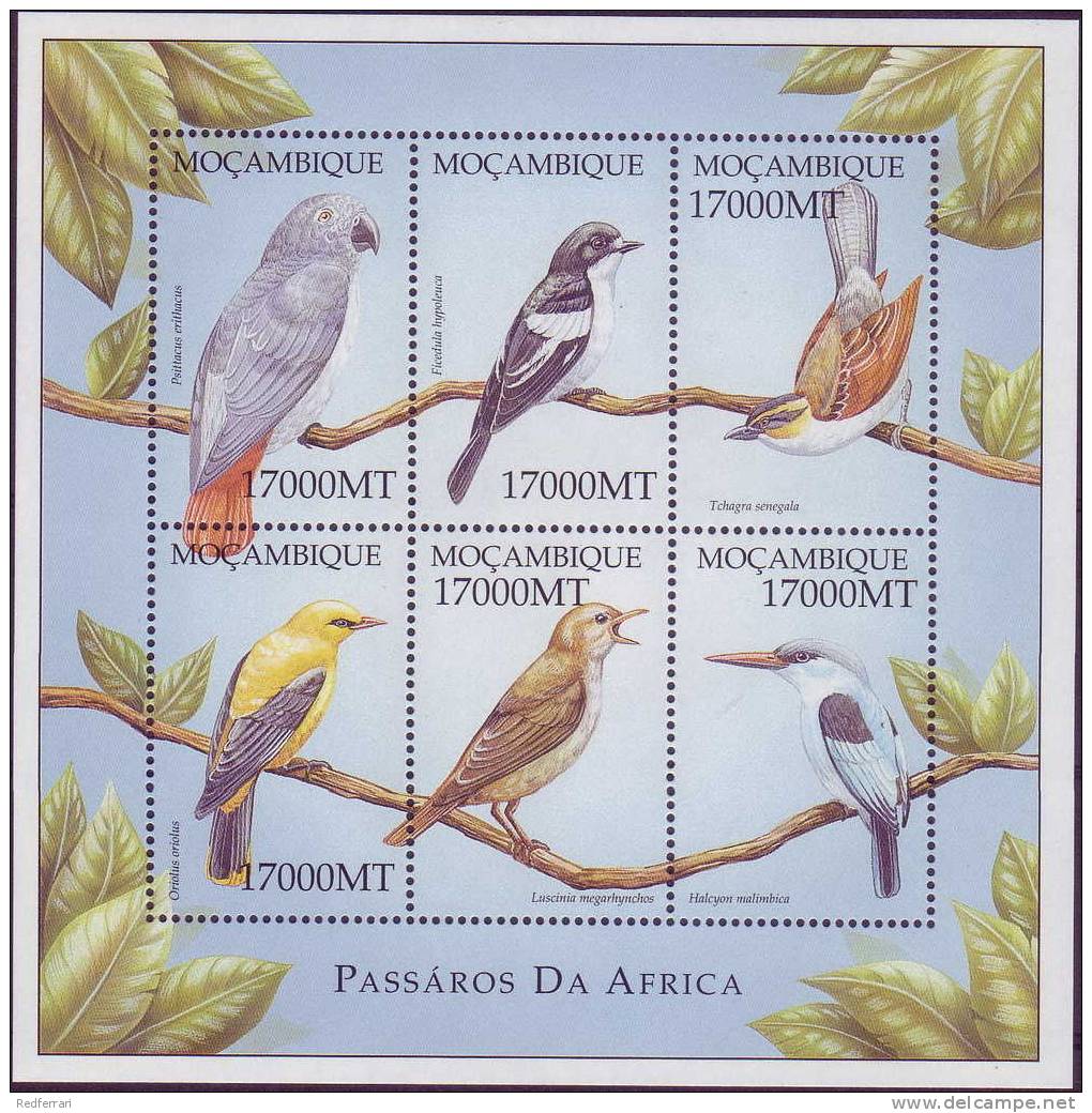 ( 980 )  Moçambique - Fauna - Passaros Da Africa - Birds - Parrot - - Other & Unclassified