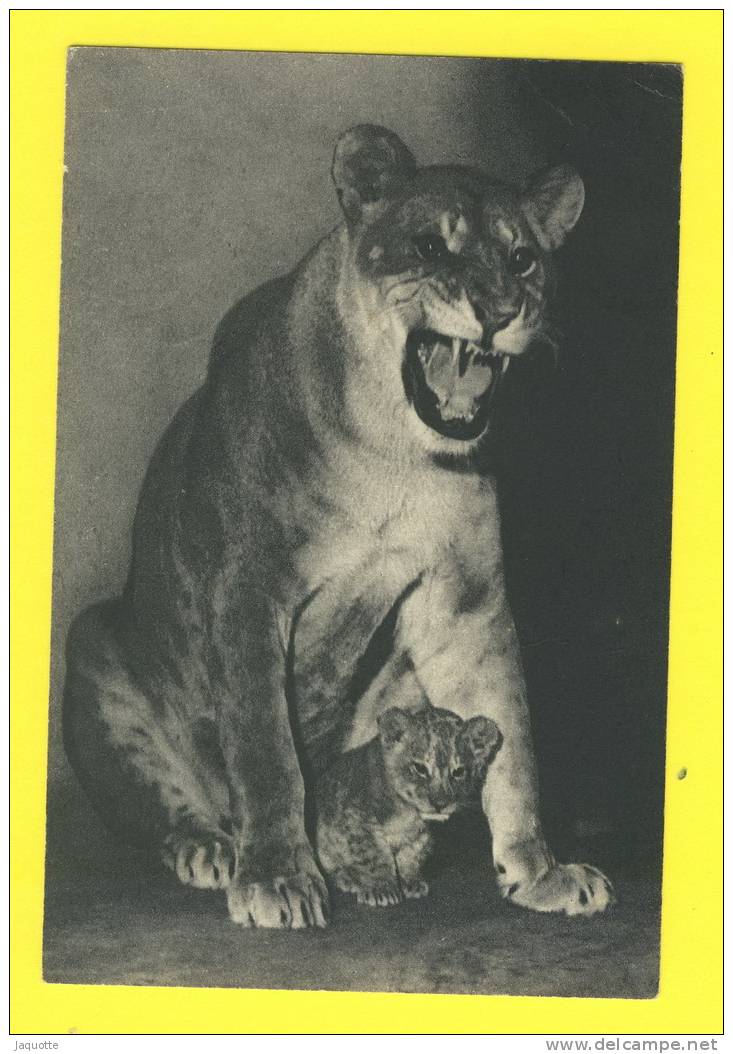 Une Lionne Et Son Petit -n° 55 Parc Zoologique Du Bois De Vincennes Paris - Muséum Histoire Naturelle - Circulé 1952 - Lions