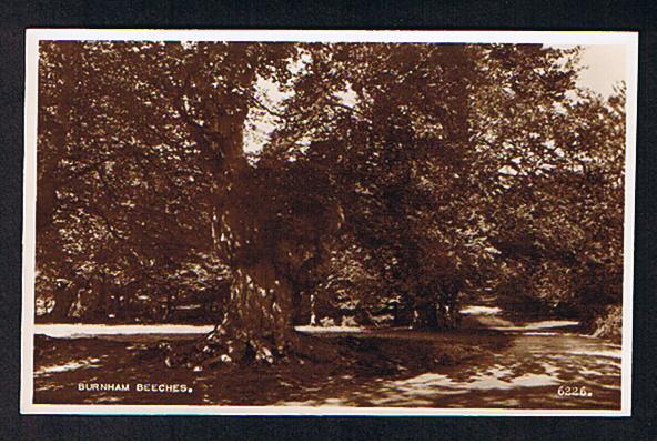 RB 617 - Real Photo Postcard - Burnham Beeches Buckinghamshire - Trees - Buckinghamshire