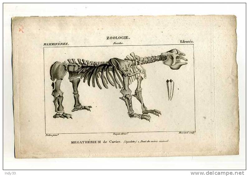 - SQUELETTE DU MEGATHERIUM . GRAVURE DU XIXe S. - Fossiles