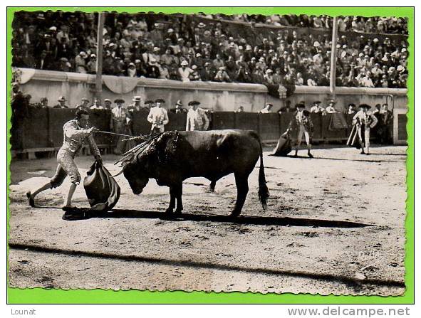 30 NÎMES :  Course De Taureaux Aux Arènes Romaines La Mise à Mort N°503 - Corridas