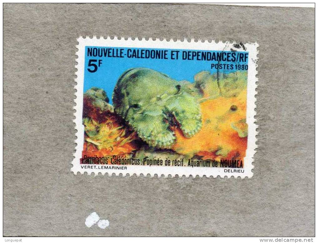 NOUVELLE-CALEDONIE :Popinée De Récif Cigale De Mer)- Crustacées - Aquarium De Nouméa - Crustacés