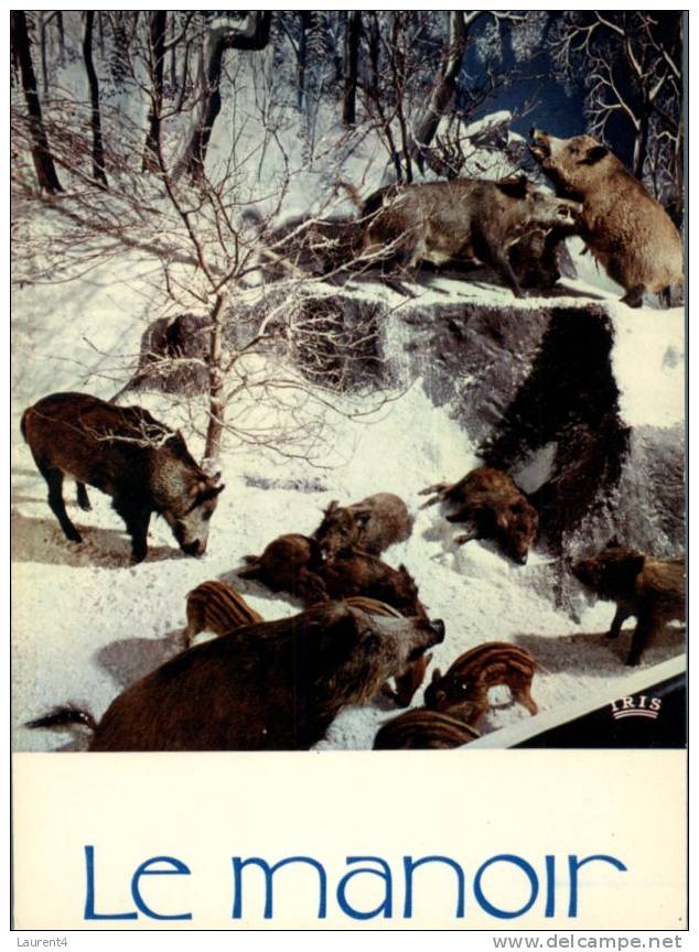 (800) Animal  - Sanglier - Wild Boar - Schweine