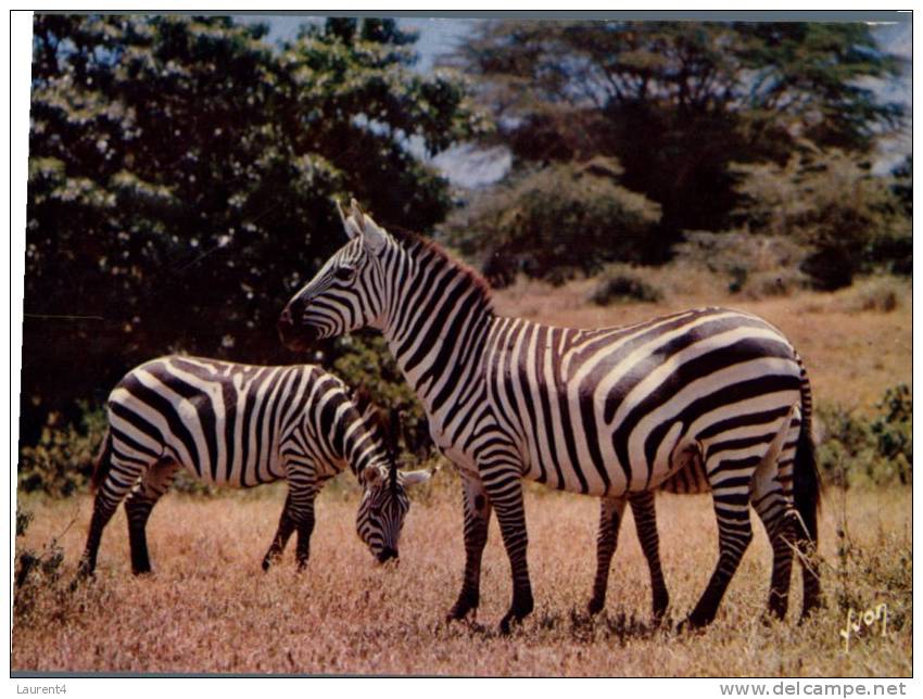 (800) Animal  - Zebra - Zebras