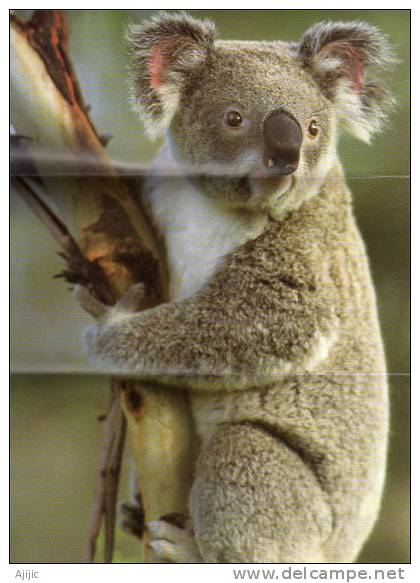 Carte Depliant Wild Australia Bushland Fauna & Koala. Healesville. (600 Mm X 215 Mm)  TRES BEAU ! Recto-verso - Other & Unclassified