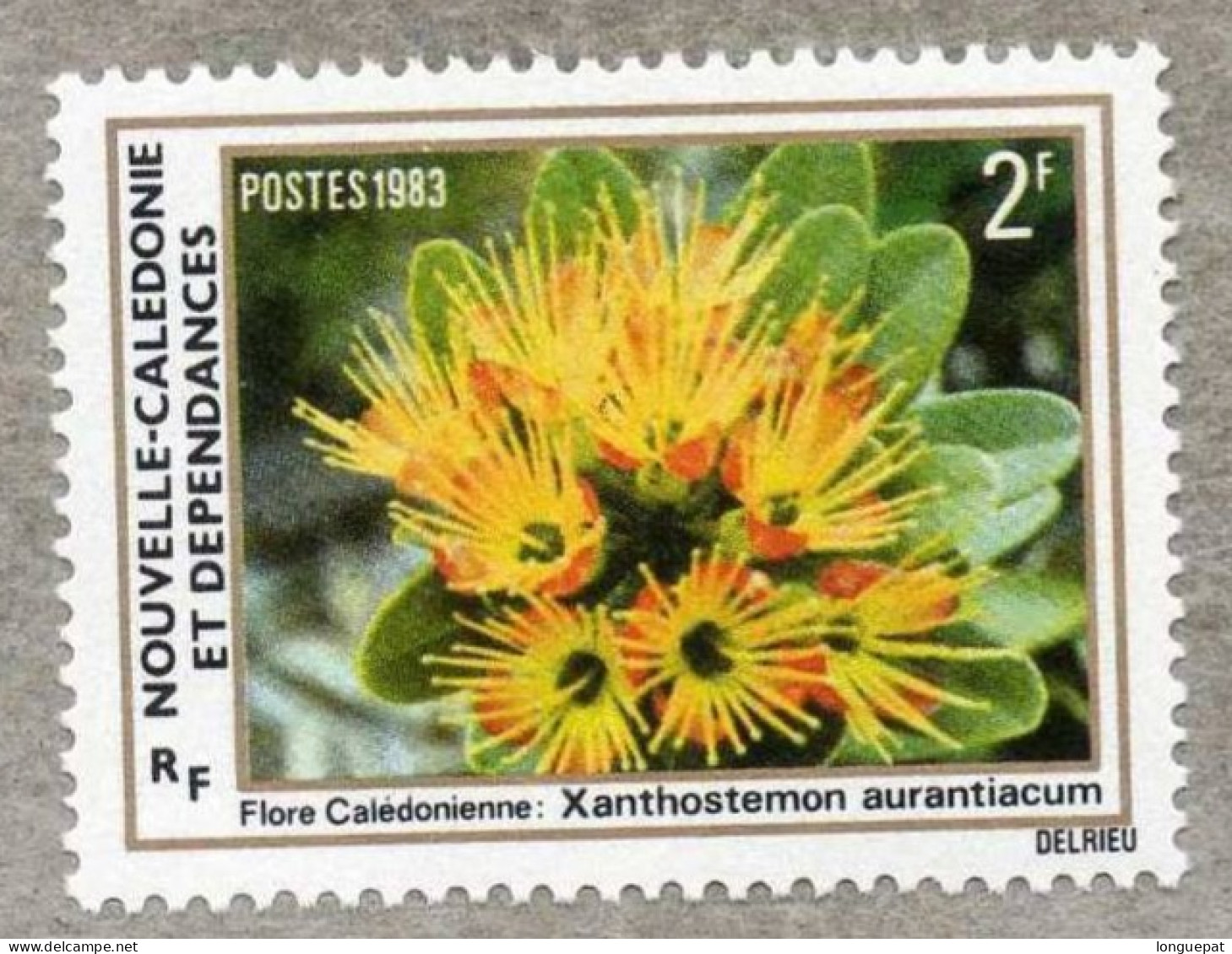 NOUVELLE-CALEDONIE :Flore : Xanthostemon Aurantiacum - Myrtaceae - Ongebruikt