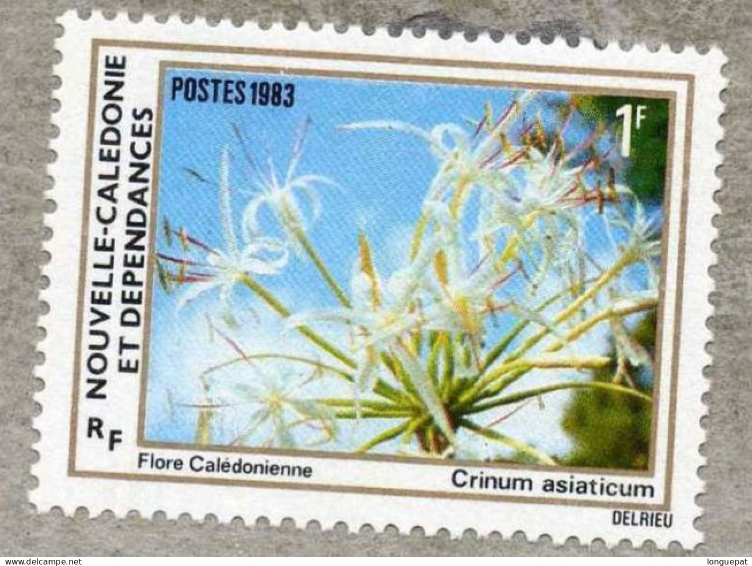 NOUVELLE-CALEDONIE :Flore : Crinum Asiaticum - Amaryllidaceae - Ongebruikt