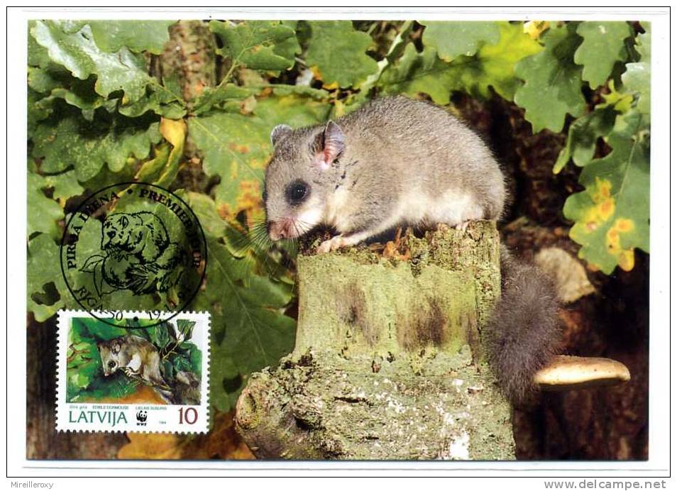 ANIMAL / RONGEUR / LOIR GRIS / DORMOUSE   / CARTE MAXIMUM / - Rodents