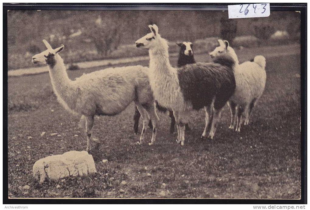 Geneveys Sur Coffrane ; Parc D'acclimatation Propriété De Camille Droz : Troupeau De Lamas (2643) - Coffrane