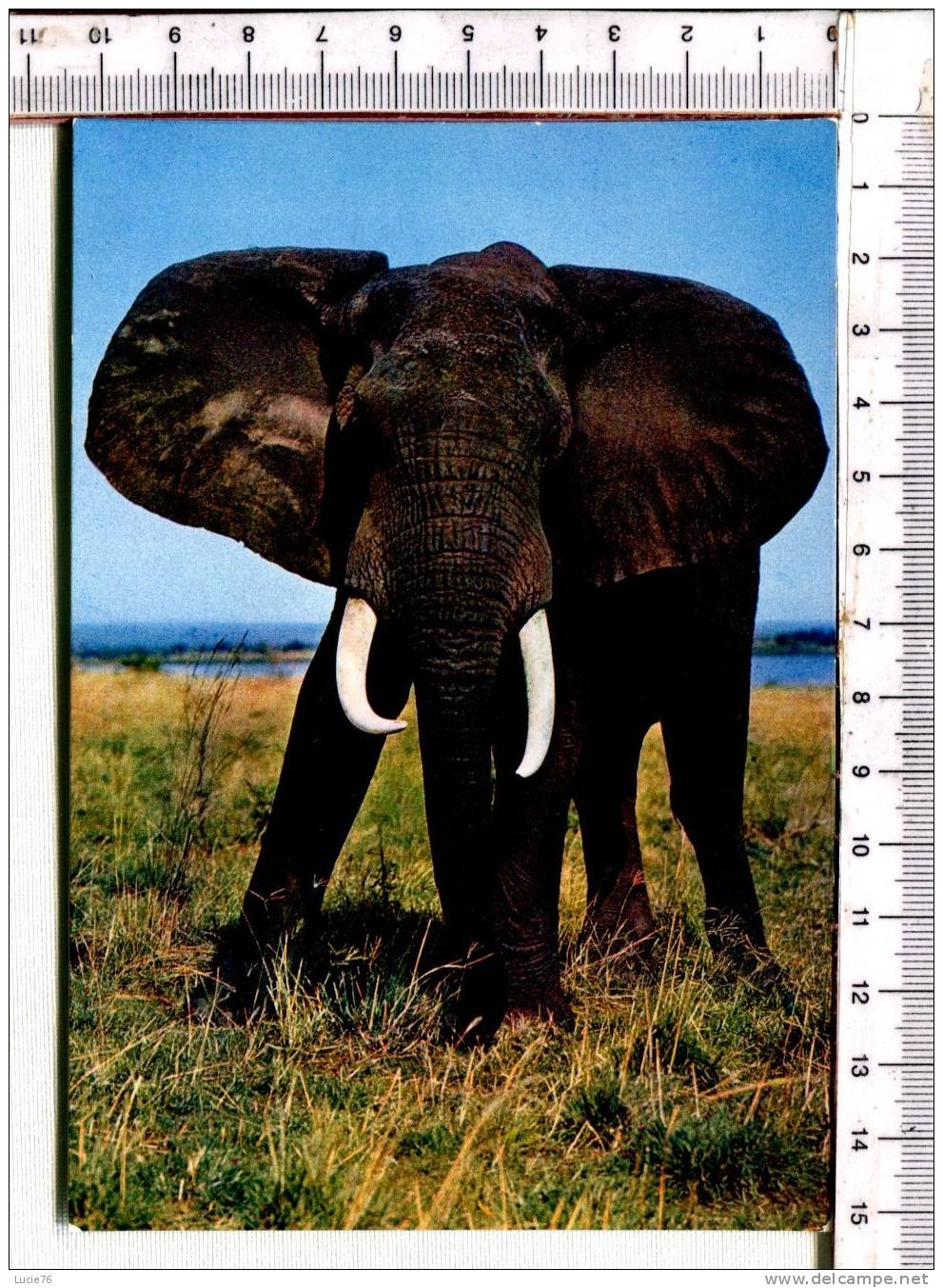 ELEPHANT -  Faune Africaine - - Elefantes