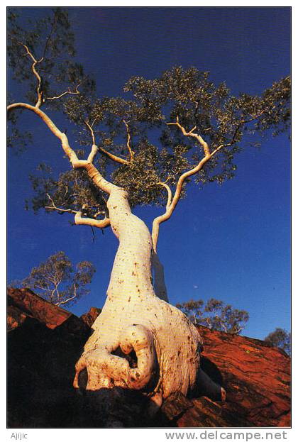 Ghost Gum & Sturt´s Stony Desert. Une CP Greetings Neuve  Format  210 X 148 Mm Recto-verso - Non Classés