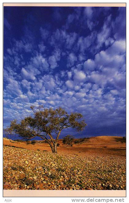 Ghost Gum & Sturt´s Stony Desert. Une CP Greetings Neuve  Format  210 X 148 Mm Recto-verso - Unclassified