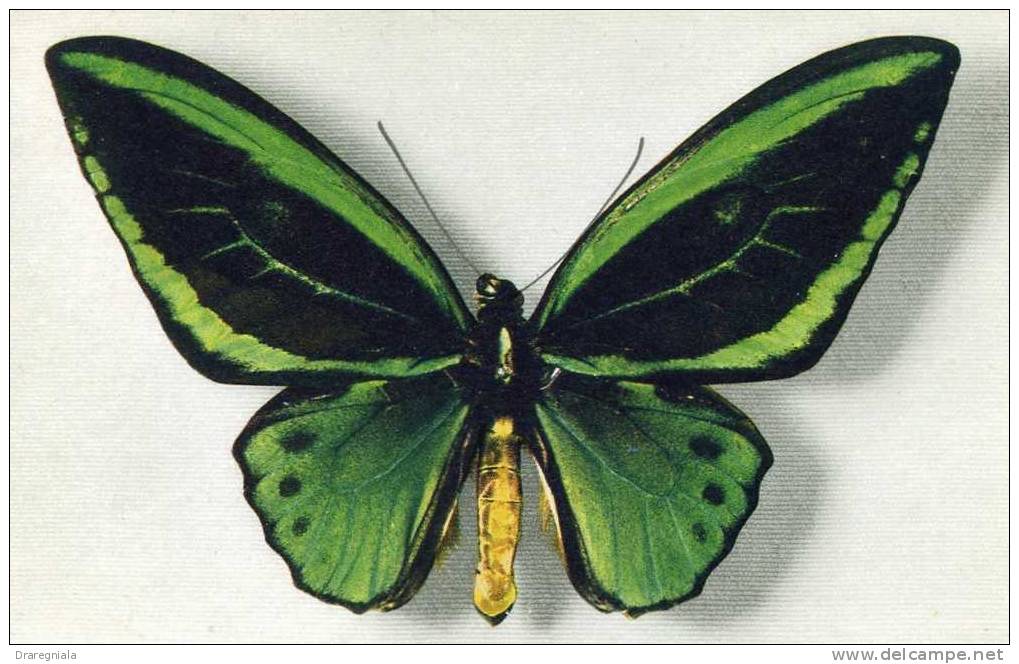 Papillon - Ornithoptera Aruana - Papillons