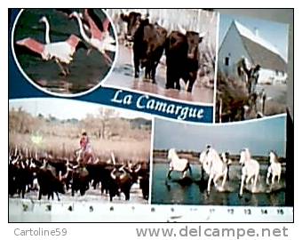 CAVALLO CAVALLI HORSE  IN CAMARGUE  E BUFALI VB2000 CU17739 - Reitsport