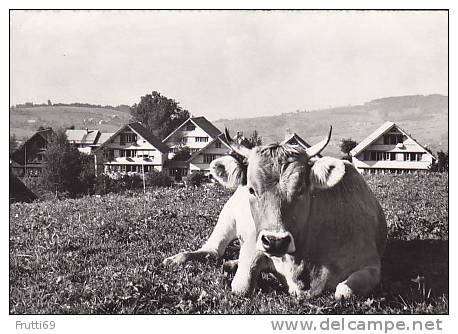 COW - AK 44827 Schweiz - AR - Pestalozzidorf - Cows
