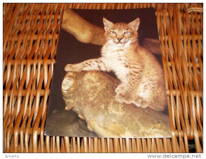 Der Luchs,bob Cat Czech Republic Postkarte Postcard - Leoni