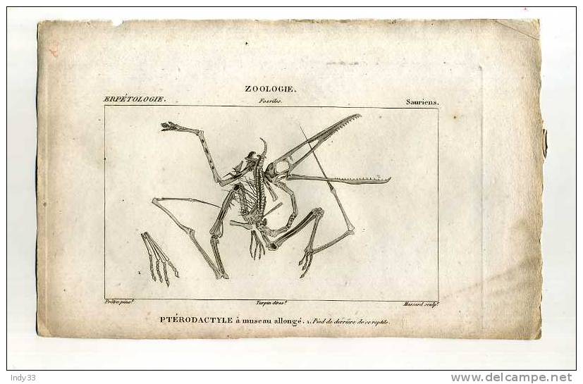 - SQUELETTE DE PTERODACTYLE A MUSEAU ALLONGE . GRAVURE DU XIXe S. - Fossiles