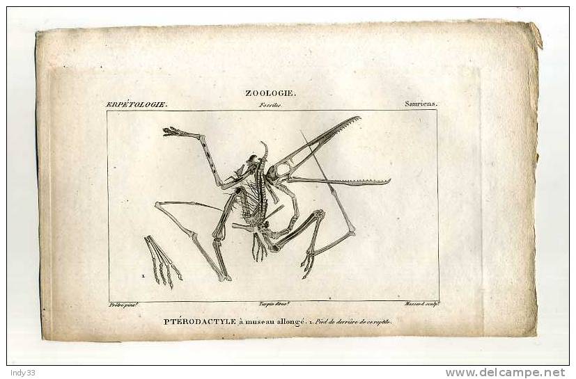 - SQUELETTE DE PTERODACTYLE A MUSEAU ALLONGE . GRAVURE DU XIXe S. - Fossiles