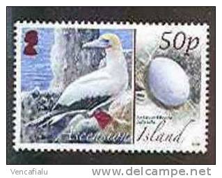 Ascension 2008 - Bird Sula Sula,  1 Stamp, MNH - Mouettes