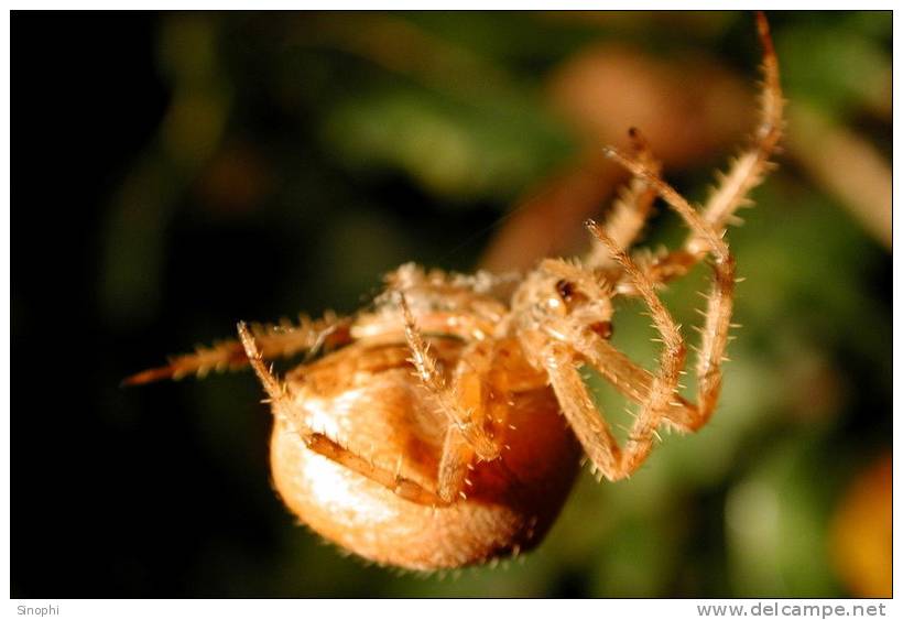 E05-72    @   Spider   , ( Postal Stationery , Articles Postaux ) - Spiders