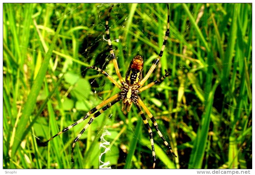 E05-77    @   Spider   , ( Postal Stationery , Articles Postaux ) - Spiders