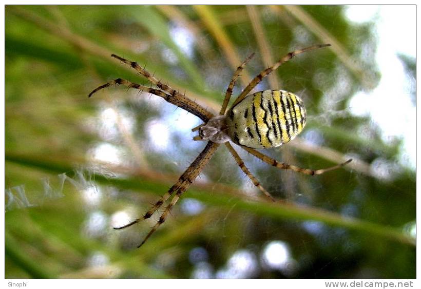 E05-80    @   Spider   , ( Postal Stationery , Articles Postaux ) - Spiders