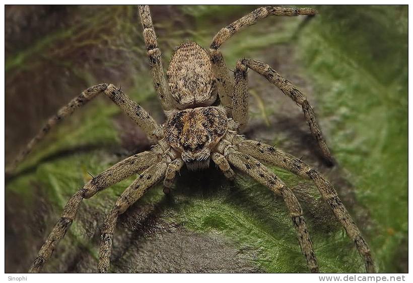 E05-93    @   Spider   , ( Postal Stationery , Articles Postaux ) - Spiders