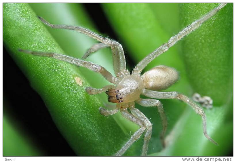 E05-95    @   Spider   , ( Postal Stationery , Articles Postaux ) - Spiders