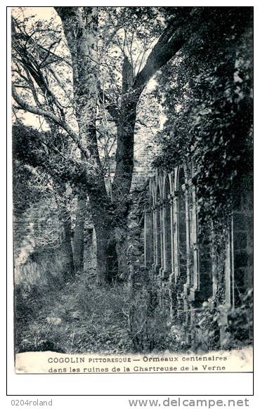 Cogolin - Ormeaux Centenaires Dans Les Ruines De La Chartreuse De La Verne  : Achat Immédiat - Cogolin