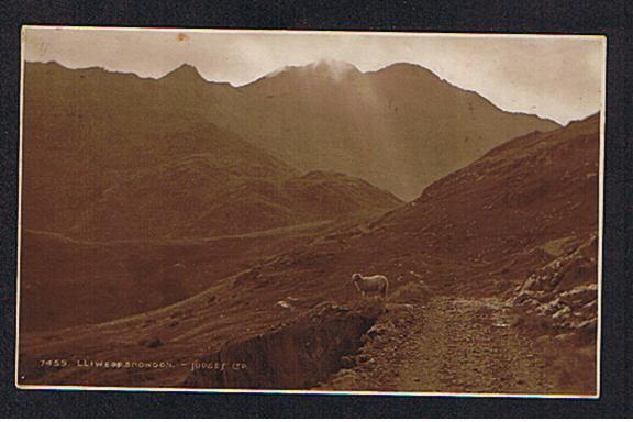 RB 627 - Judges Real Photo Postcard Sheep At Lliwedd Snowdon Caernarvonshire Wales - Caernarvonshire