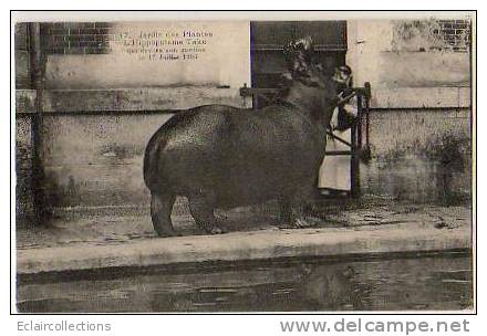 Paris... Jardin Des Plantes ..L'Hippopotame  Tako Qui Dévora Son Gardien Le 17 Juillet 1903 - Parques, Jardines