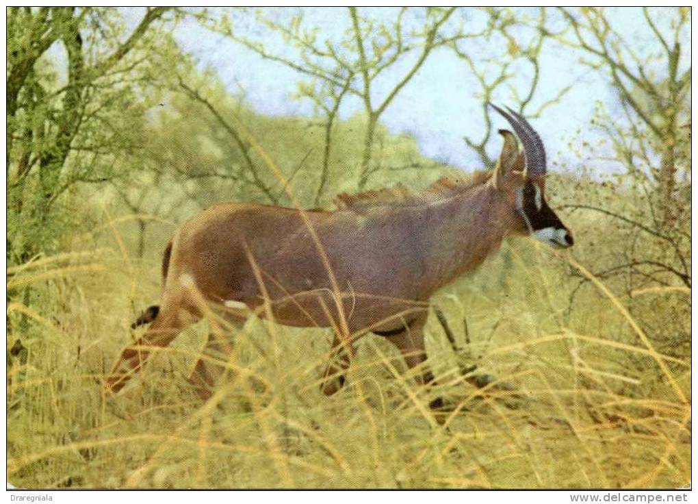 Dahomey - Parc De La Pendjari - Hippotrague - Gazelle - Dahomey