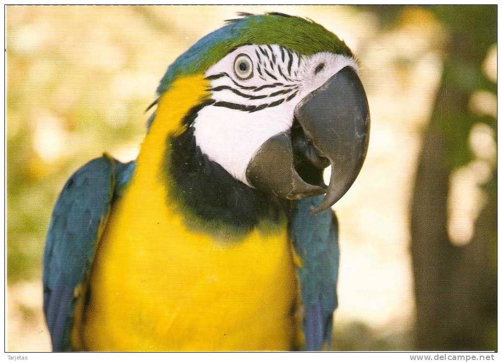 POSTAL DE ESPAÑA DE FAADA CON UN GUACAMAYO AZUL Y AMARILLO (PARROT) - Oiseaux