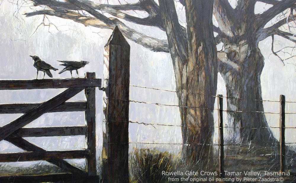 Australia Tasmania Tamar Valley - Rowella Gate Crows, Large PC  Zaadstra 22x14cm Unused - Andere & Zonder Classificatie