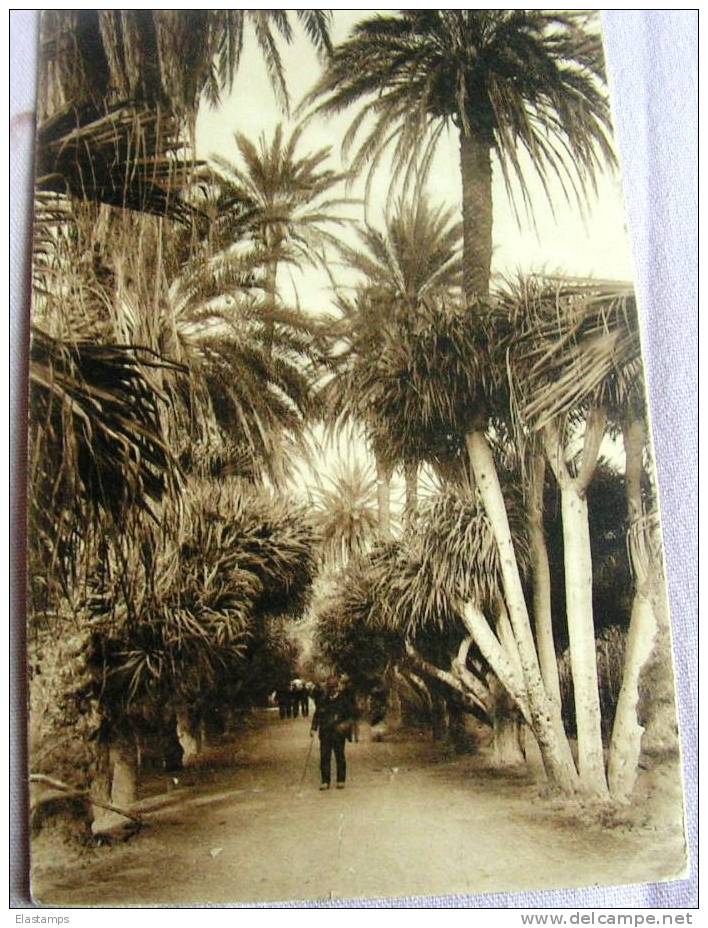 == Algerien , Palmen , Reklame Hotel... Nach Cannes 1905 - Brieven En Documenten