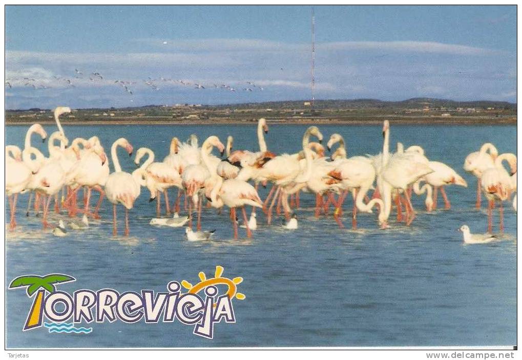 POSTAL DE ESPAÑA DE UNOS FLAMENCOS (BIRD) TORREVIEJA - Oiseaux