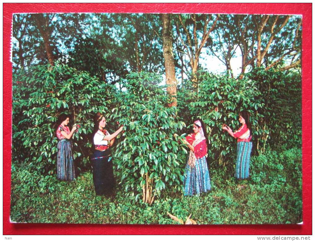 GUATEMALA - INDIGENAS CORTANDO CAFE ...BELLE CARTE -+ AFFRANCHISSEMENT... - Guatemala