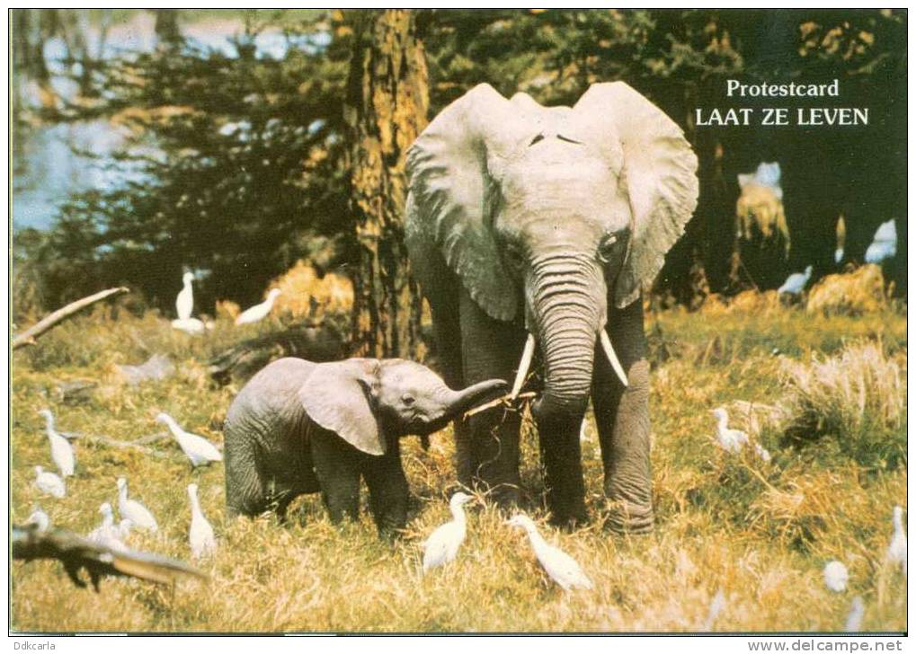 Protestcard - Olifant - Elephant - Éléphants