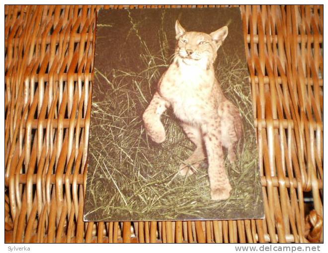 Der Luchs,bob Cat Czech Republic Postkarte Postcard - Lions